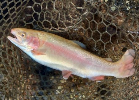 アルビノ祭り ～平谷湖フィッシングスポット～